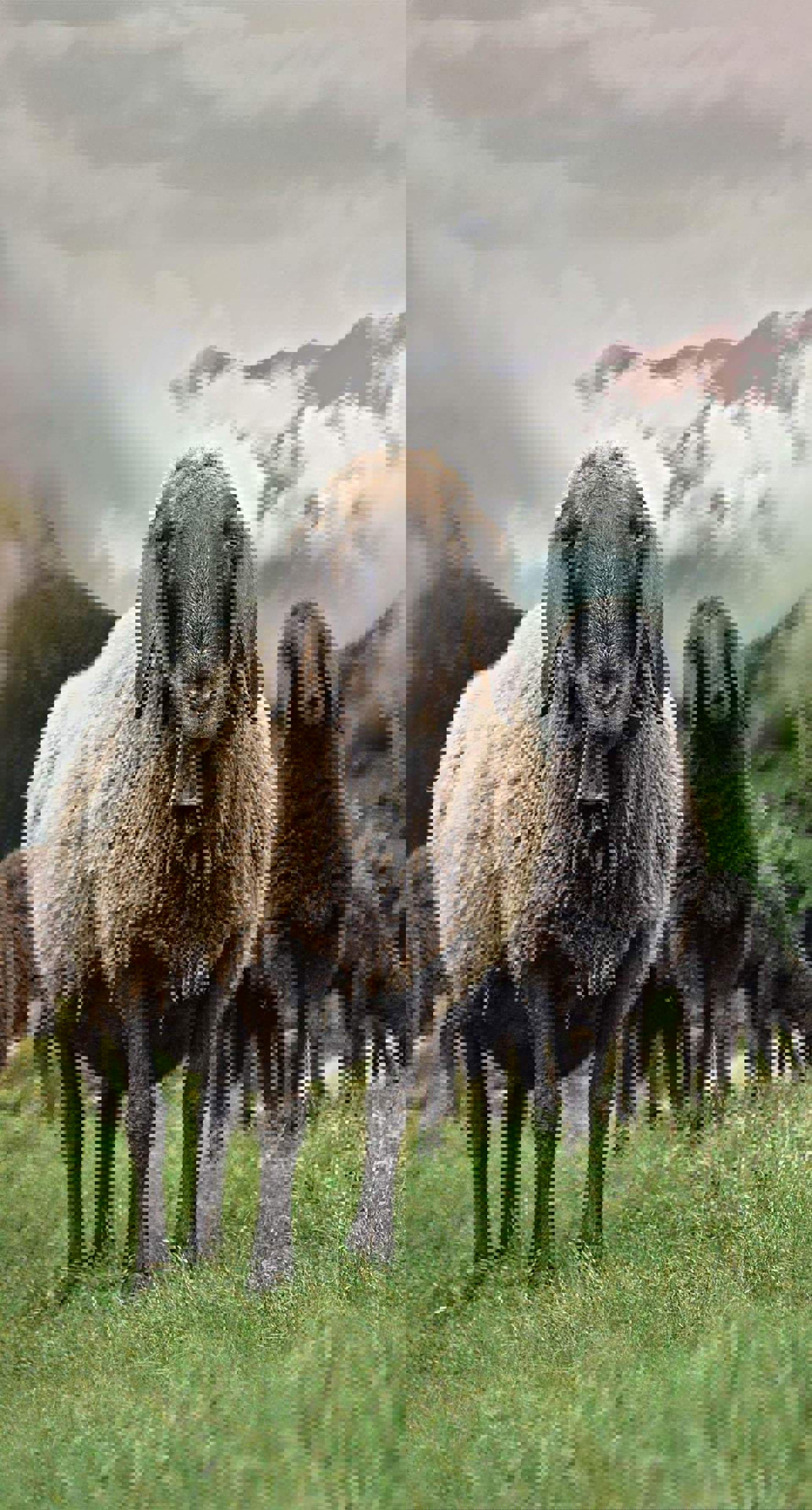 Wool factories - Berghauf Wool factories - Berghauf