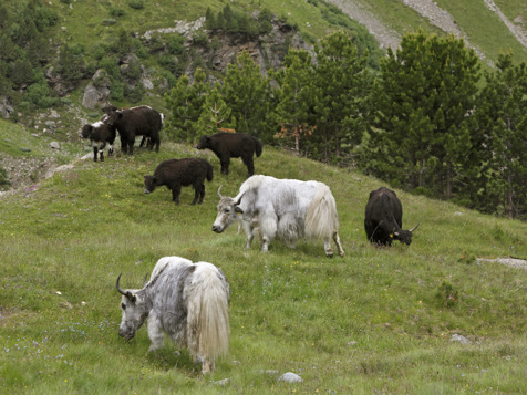 Yaks are going on high pastures with Reinhold Messner